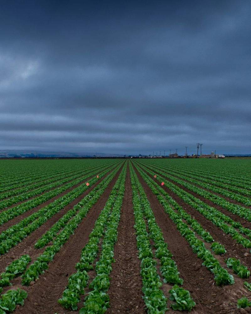 Riego agrícola: consejos para optimizar el uso del agua