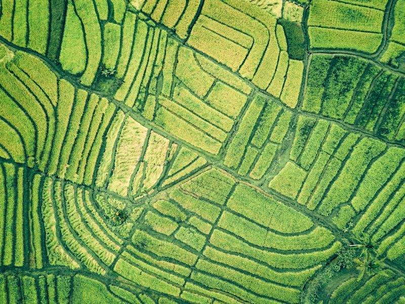 Planificación de cultivos: una herramienta para organizar mejor la finca