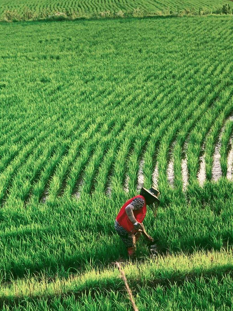 Cultivo y mantenimiento de explotaciones agrícolas