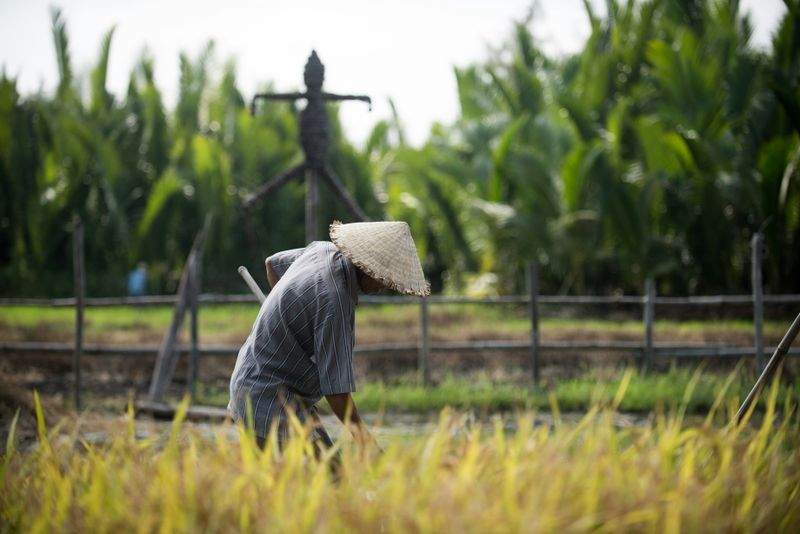 Asesoramiento técnico en producción agrícola